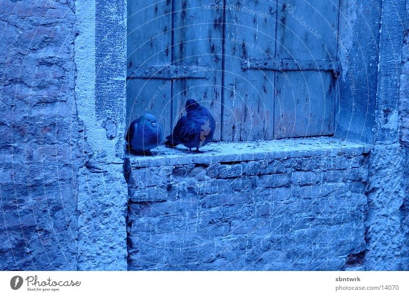 Pigeons in Venice Morning Blue