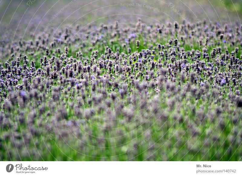 lavender Perfume Fragrance Far-off places Summer Nature Plant Flower Blossom Park Blossoming Faded Infinity Blue Green Violet Lavender Provence Medicinal plant