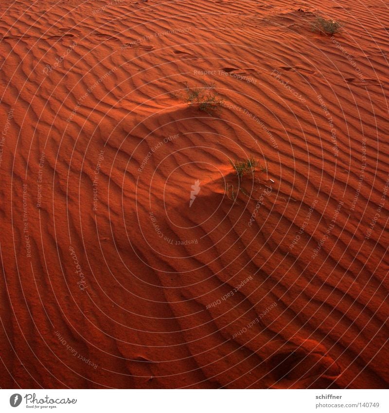 sand waves Desert Sand Beige Sandbank Earth Waves Drought Gale Sanddrift Grass Tuft of grass Tracks Sunset Dry Infertile Burnt Blow Wind Jordan Wadi Rum