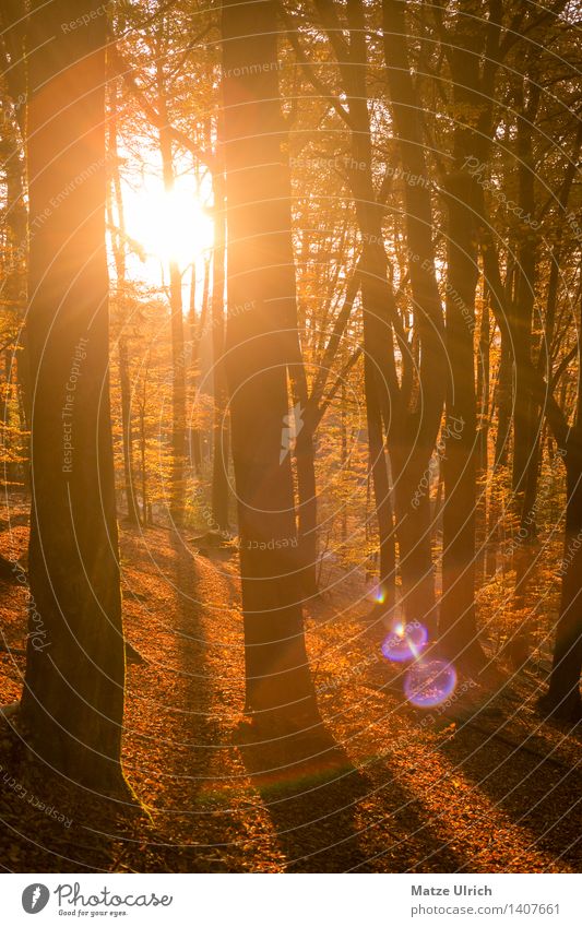 sun forest Environment Landscape Plant Sun Sunrise Sunset Sunlight Autumn Tree Leaf Deciduous tree Deciduous forest Forest Lens flare Beautiful Warmth