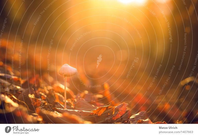 mushroom cloud Environment Nature Sun Sunrise Sunset Sunlight Autumn Forest Warmth Leaf Automn wood toadstool Mushroom Colour photo Copy Space top Evening