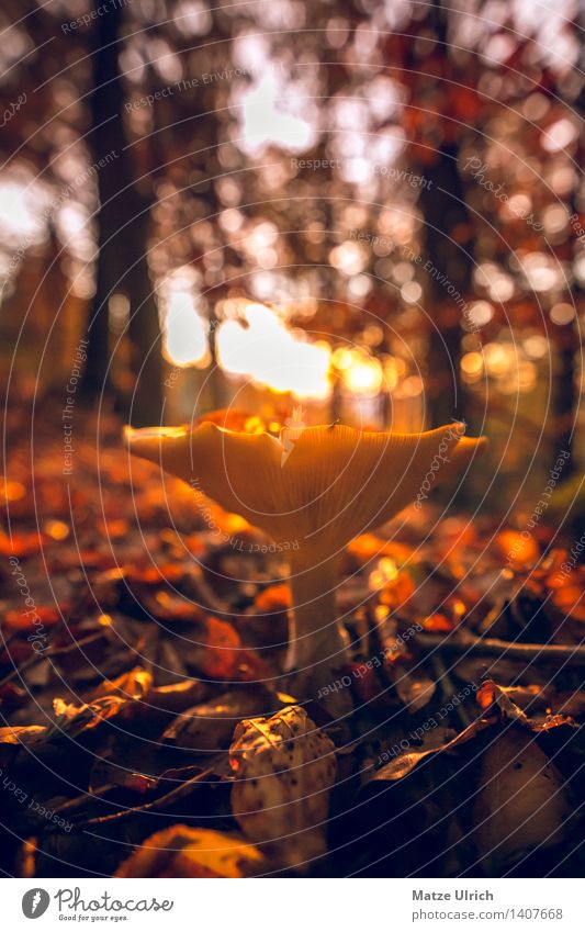 Mushroom in the forest 2 Environment Nature Sun Sunrise Sunset Sunlight Autumn Beautiful weather Forest Near Warmth Colour photo Exterior shot Copy Space top