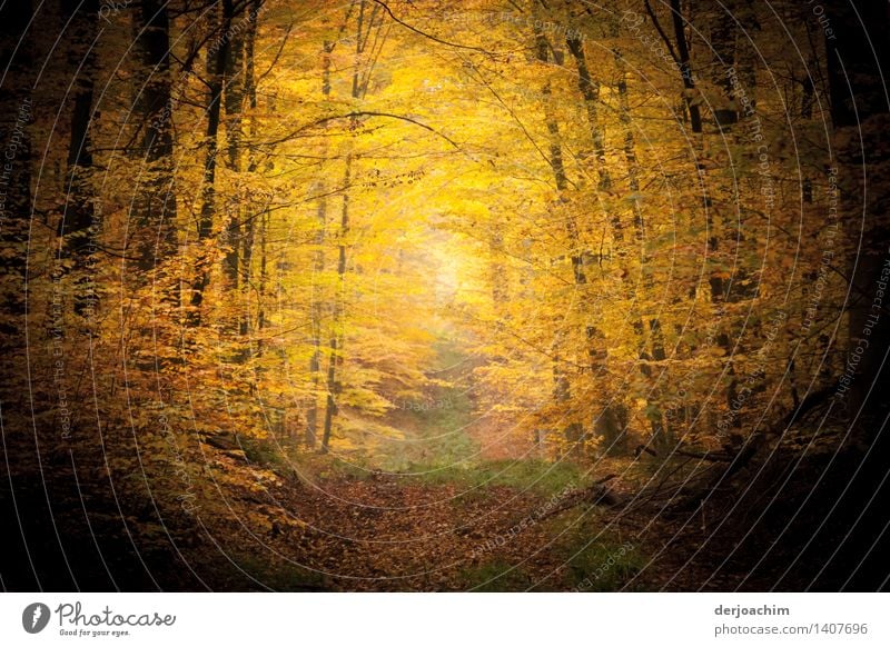 Autumn mood, pure nature, "autumn" in the Steigerwald. A dreamlike fairytale forest. Spoiled by colours and sun. Joy Well-being Hiking Agriculture Forestry