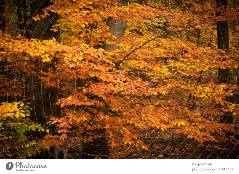 Autumn magic, colour rush in the Steigerwald. Colourful branches of leaves shine from the sun. Exotic Well-being Hiking Nature Beautiful weather Leaf Forest