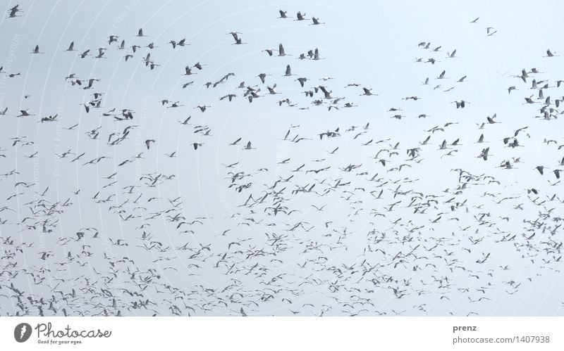 cranes Environment Nature Animal Sky Autumn Beautiful weather Wild animal Bird Flock Blue Crane Flying Floating Stork village Linum Colour photo Exterior shot