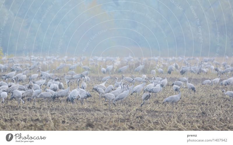 crane field Environment Nature Landscape Animal Autumn Fog Field Wild animal Bird Group of animals Blue Gray Crane Maize field Stork village Linum Colour photo