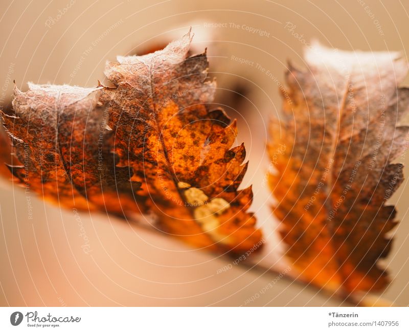 autumn leaves Environment Nature Plant Autumn Tree Leaf Park Forest Beautiful Calm Colour photo Subdued colour Exterior shot Macro (Extreme close-up) Deserted