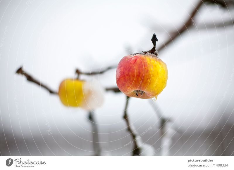 got caught Food Fruit Apple Nutrition Healthy Eating Garden Agriculture Forestry Autumn Winter Apple tree Field Hang Wait Yellow Red White Loneliness Survive