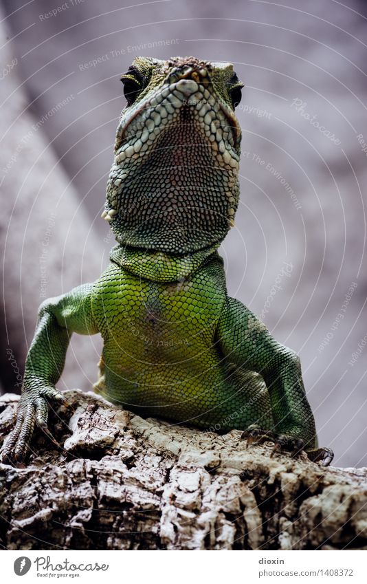 chief Virgin forest Animal Wild animal Zoo Saurians Terrarium 1 Observe Sit Wait Exotic Green Nature Reptiles Colour photo Interior shot Deserted