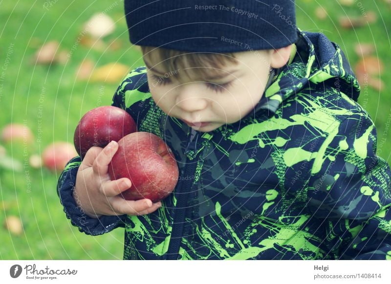 little boy in black-green jacket holds two thick red apples in his hand and looks down Fruit Apple Organic produce Human being Masculine Child Toddler