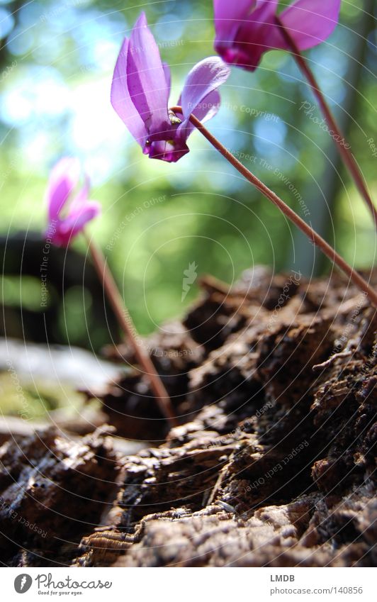 Cheer up! Flower Blossom Cyclamen Violet plants Pink Rose Plant Mysterious Hidden Blur Unclear Beautiful Dull Pastel tone Fine Delicate Earth Mountain Hiking