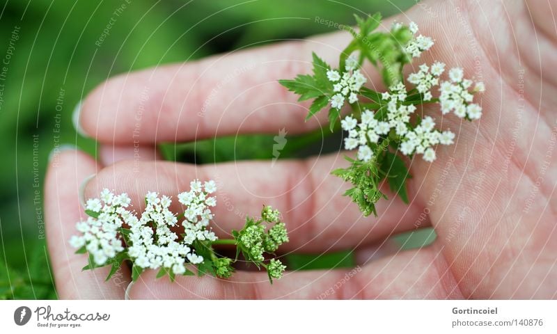 Soft green Beautiful Skin Harmonious Senses Summer Feminine Woman Adults Hand Fingers Nature Plant Spring Flower Blossom Touch To hold on Fresh Green White