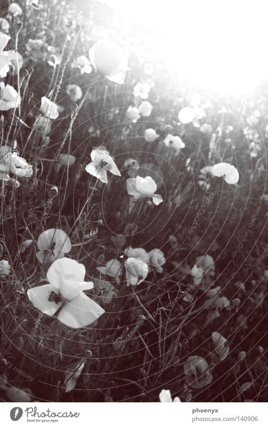 sea of flowers Poppy Flower Light Black White Dark Sun Bright Radiation Lighting Back-light Sea of light Freehand Meadow Summer moon Exterior shot