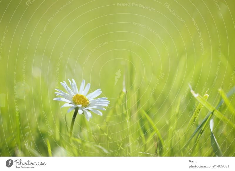 daisies Nature Plant Summer Flower Blossom Foliage plant Meadow Green Daisy Colour photo Multicoloured Exterior shot Close-up Deserted Copy Space top Day