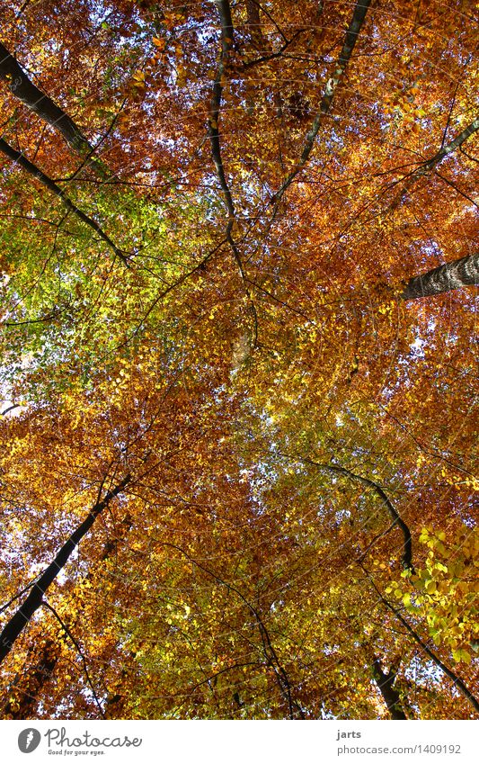 all colours Nature Landscape Plant Sky Autumn Beautiful weather Tree Leaf Forest Fresh Glittering Bright Natural Calm Roof Weatherproof Multicoloured spessart