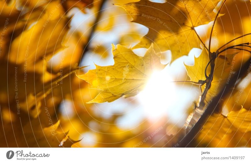 sunshine Sun Sunlight Autumn Beautiful weather Tree Leaf Forest Fresh Bright Natural Warmth Yellow Gold Serene Calm Nature Colour photo Exterior shot Close-up