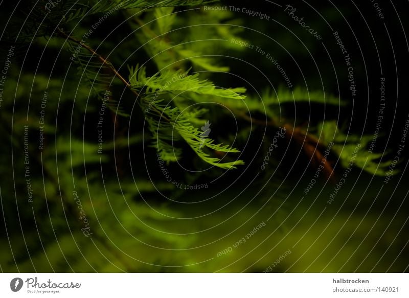 Who stole the sky? I Nature Tree Macro (Extreme close-up) Green Leaf Relaxation Calm To go for a walk Leisure and hobbies Close-up Summer