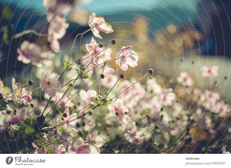 In backlight Elegant Style Nature Plant Autumn Beautiful weather Bushes Leaf Blossom Bud Part of the plant Garden Blur Light Blossoming Glittering Illuminate