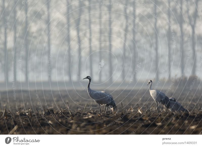 linum Environment Nature Landscape Animal Autumn Tree Field Wild animal Bird 3 Group of animals Gray Crane Maize field Fog Stork village Linum Colour photo