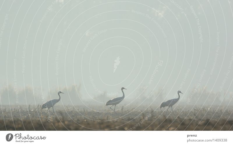 grey in grey Environment Nature Landscape Animal Autumn Weather Fog Field Esthetic Gloomy Gray Crane 3 Stork village Linum Colour photo Exterior shot Deserted