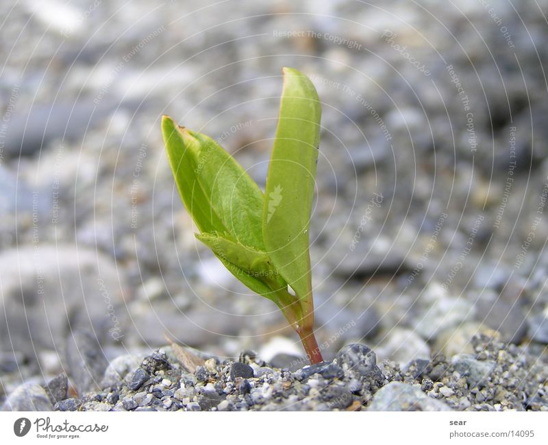 solitary Plant Gravel Green Gray Stone Olympus