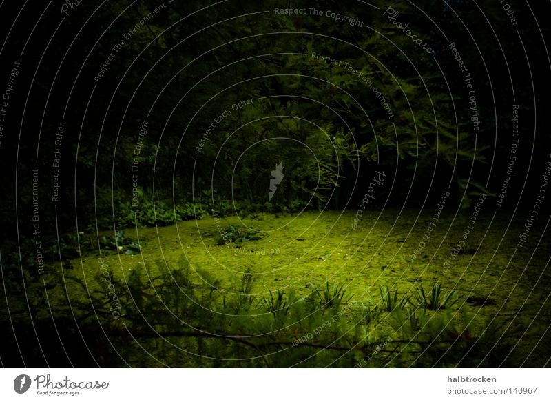 Who stole the sky II Forest Tree Pond Green Relaxation To go for a walk Calm Dark Depth of field Deep Summer