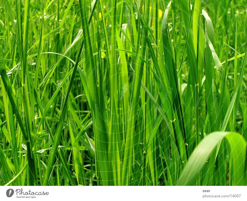 green idyll Grass Green Vacation & Travel Nature Idyll Freedom