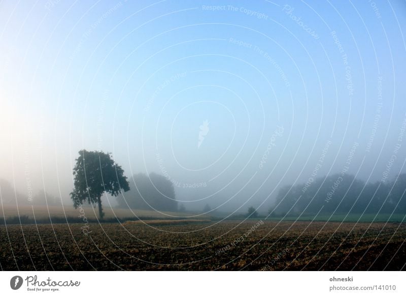 A dream in a tree Tree Loneliness Field Lawn Morning Delicate Sky Blue Haze Fog Beautiful Calm Beginning Harmonious Nature Hope New start Landscape