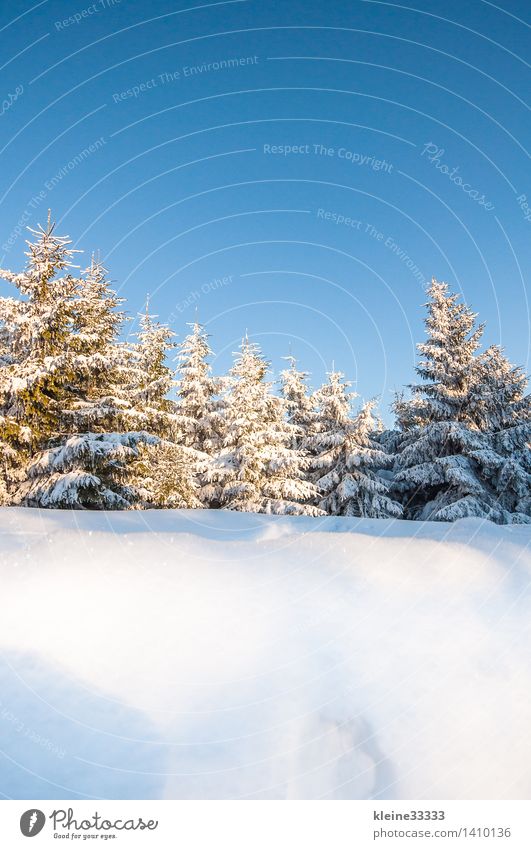 Forest landscape in winter Far-off places Sun Winter Mountain Ski run Nature Tree Blue White Tree stump Bavaria Television tower Spruce Card Sky