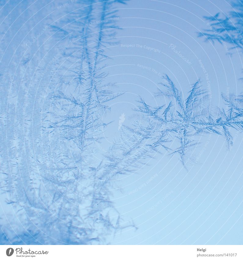 bizarre ice flowers on a glass pane Winter Ice Frost Express train Frostwork Freeze Window pane Cold Glittering Morning Frozen Minus degrees Blue White Nature