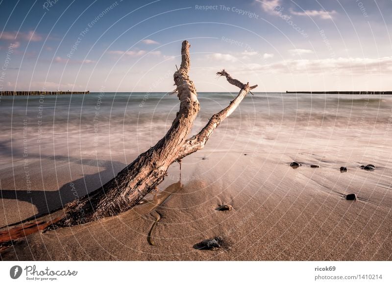 Driftwood on the coast of the Baltic Sea Relaxation Vacation & Travel Beach Ocean Waves Nature Landscape Water Clouds Coast Stone Wood Romance Idyll Tourism