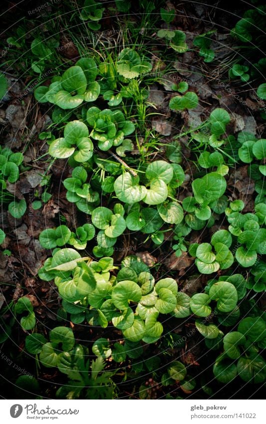 leaves. Grass Light (Natural Phenomenon) Nature Plant Set Biology Summer leaves. earth lightning effect fresh herbs Beautiful flora Verdant ecology