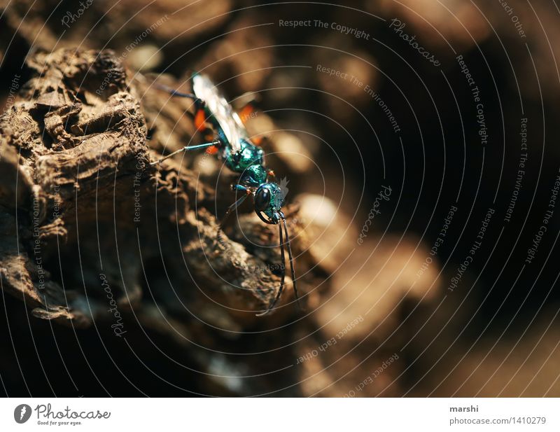 shimmering blue Nature Animal Blue Turquoise Insect Disgust Wing Beetle Colour photo Close-up Detail Macro (Extreme close-up) Blur Animal portrait