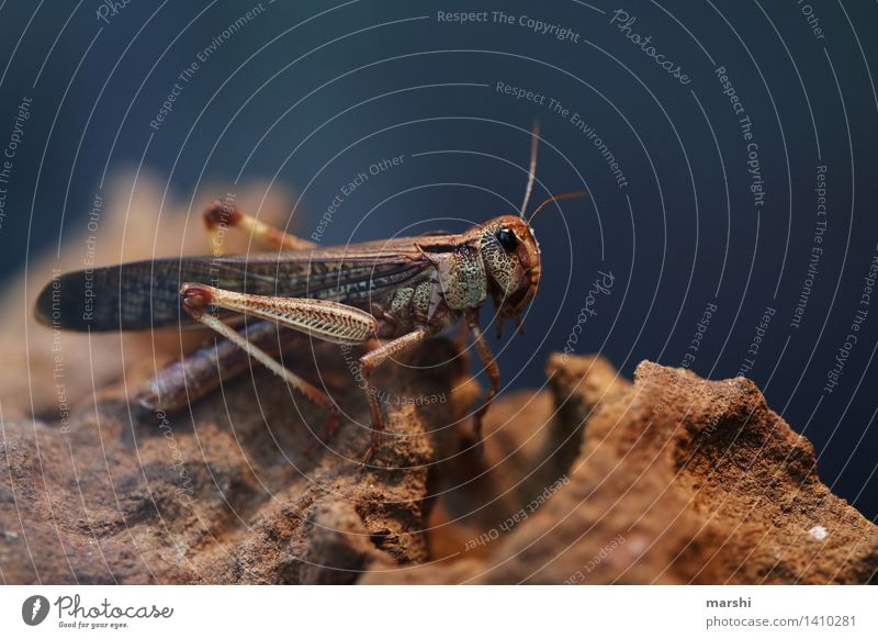 hay schooner jib Animal Animal face Wing Zoo 1 Moody Locust Insect Edible Disgust Scare Colour photo Interior shot Close-up Detail Macro (Extreme close-up)