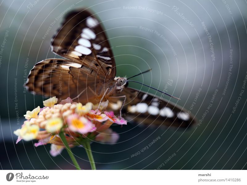 Take a break and sip nectar Animal Butterfly Wing Zoo 1 Moody Fabaceae Butterfly house Blossom Plant Feeler Nectar Colour photo Exterior shot Detail Deserted