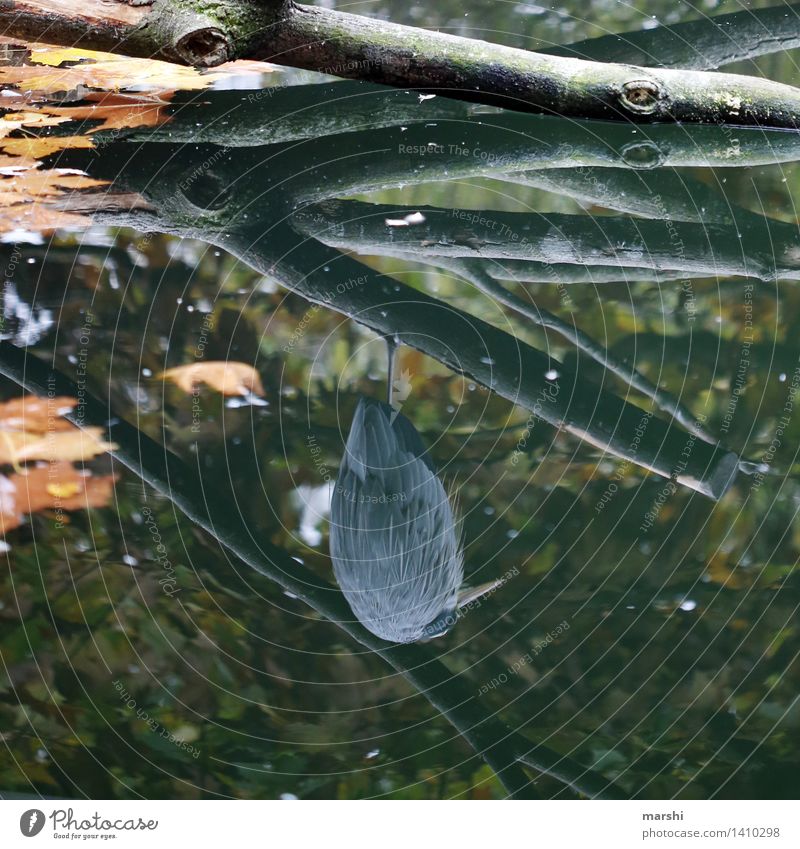 egrets Nature Plant Animal Wild animal Bird Wing 1 Moody Heron Water Mirror image Autumnal Branch Colour photo Exterior shot Detail Day