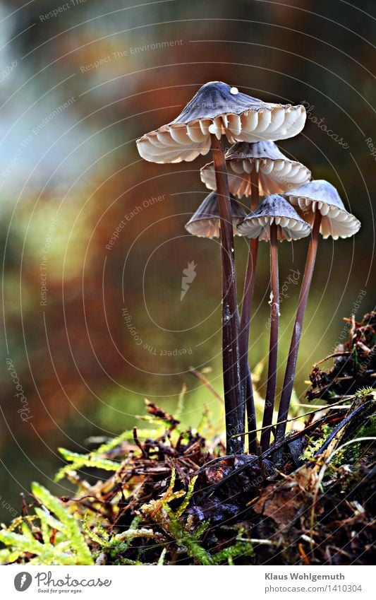 father, mother, children Environment Nature Plant Autumn helmet child Forest Illuminate Stand Growth Fantastic Blue Brown Gray Green White Mushroom Mushroom cap