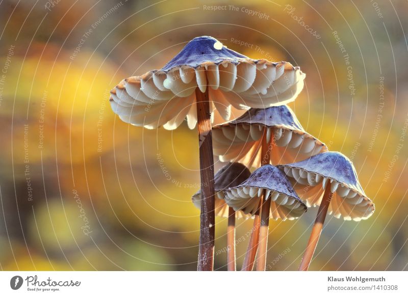 parasol Calm Environment Nature Plant Autumn Mushroom Mushroom cap Beatle haircut Forest Illuminate Stand Growth Beautiful Blue Brown Yellow Gold Gray White