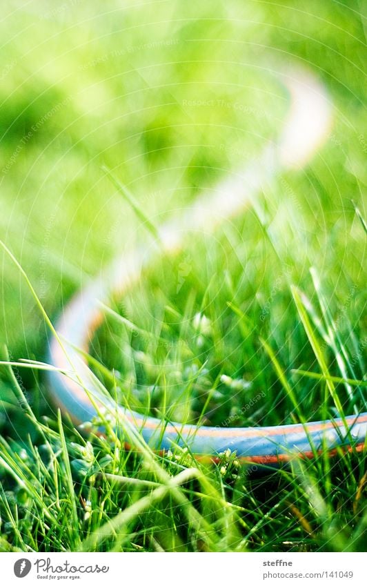 snake in the grass Poison Dangerous Fear Crawl False Deception Garden Meadow Grass surface Lawn Hose Garden hose Water Cast Plant Flower Stripe Striped Panic