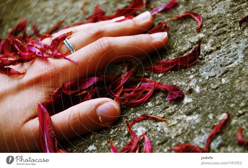 Transience. Hand Blossom leave Rose leaves Past Stone floor Stone slab Gray Red Violet Fingers Fingernail Thumb Forefinger Ring finger Middle finger Ornate