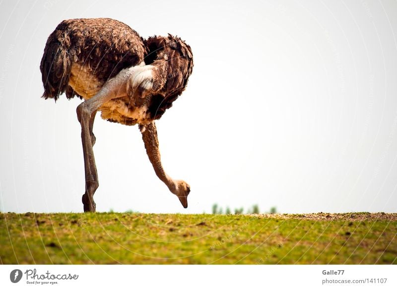 Bend over!!! Africa Deep Direction Animal Flightless bird Bird Dress Barn fowl Long Posture Speed Contentment Bouquet Looking Feather Legs Center of gravity