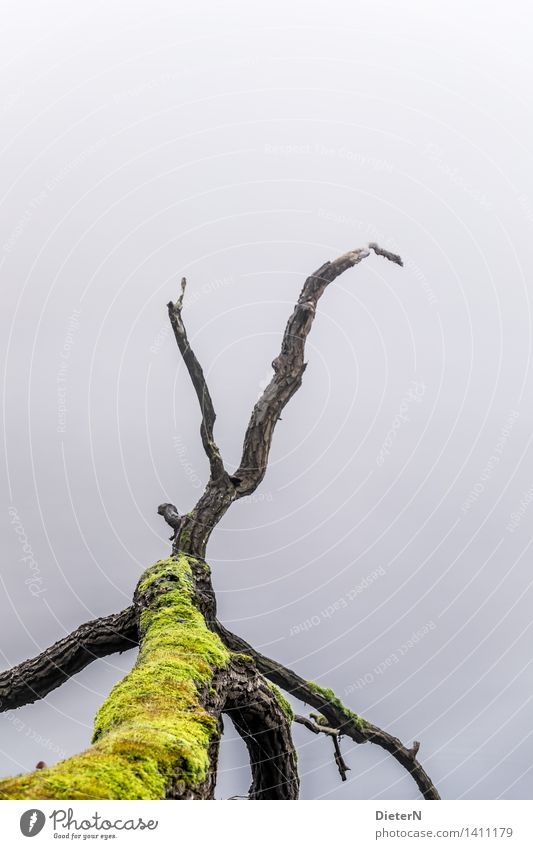 octopus Water Autumn Weather Fog Tree Moss Lakeside River bank Gray Green Black Calm Log Old Colour photo Exterior shot Deserted Copy Space left