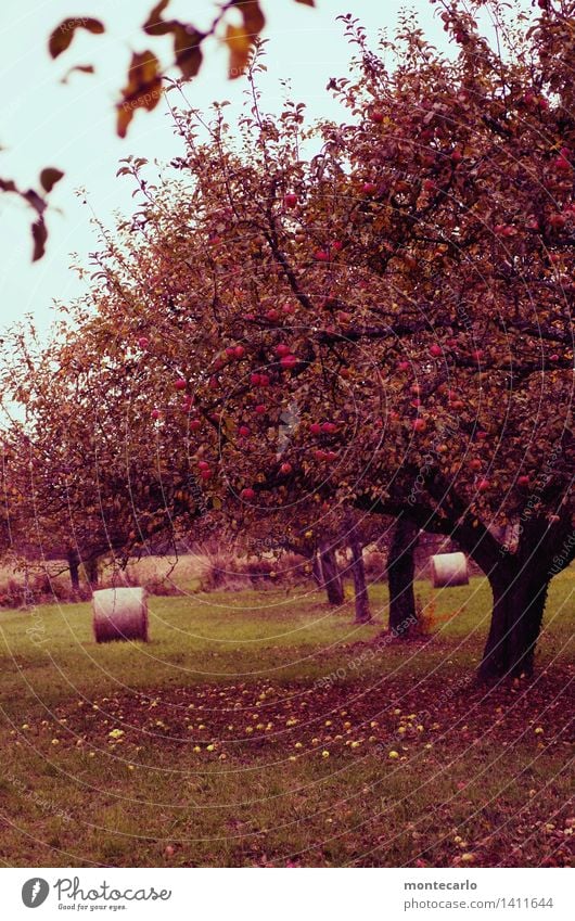 windfall Apple Nutrition Environment Nature Plant Elements Earth Sky Autumn Tree Grass Leaf Blossom Foliage plant Agricultural crop Wild plant Apple tree