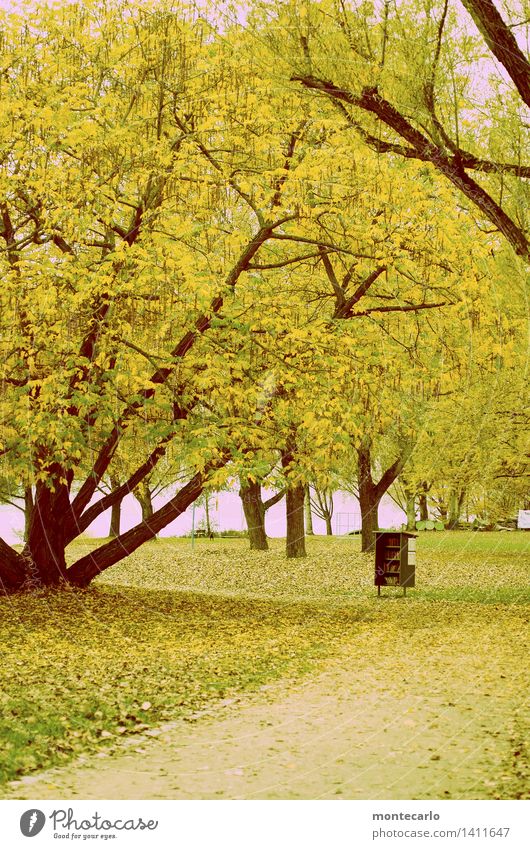 book exchange Environment Nature Landscape Plant Autumn Weather Tree Grass Leaf Foliage plant Wild plant Park Meadow Lakeside Paper Book Bookshelf Wood Plastic