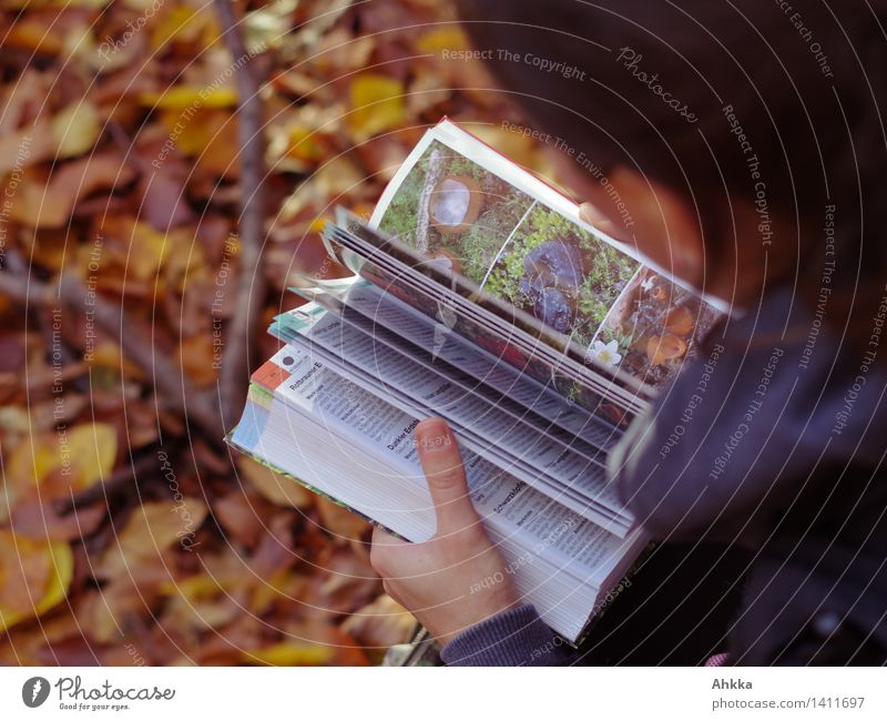 mushroom picker Reading Human being Young woman Youth (Young adults) 1 Autumn Forest Observe Think Curiosity Interest Idea Problem solving Mushroom picker