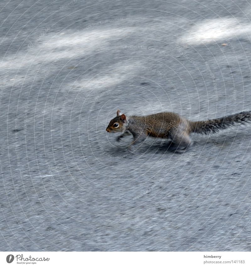 photobeagle Squirrel Animal Zoo Walking Jump Park Wild animal Sweet Head Asphalt Street Concrete Floor covering Ground Motive Mammal Spring Garden scary phase