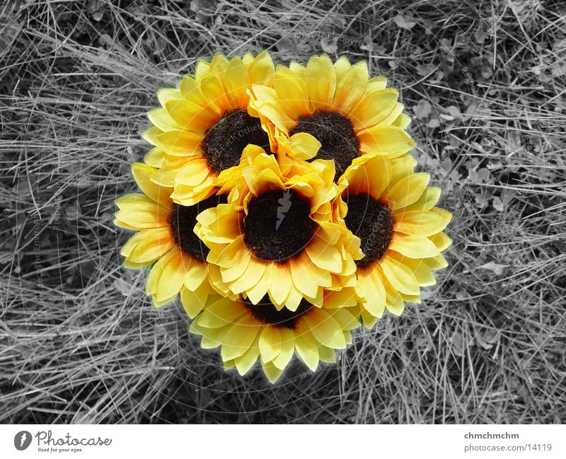 Sunflower(s) Grass Yellow Spring