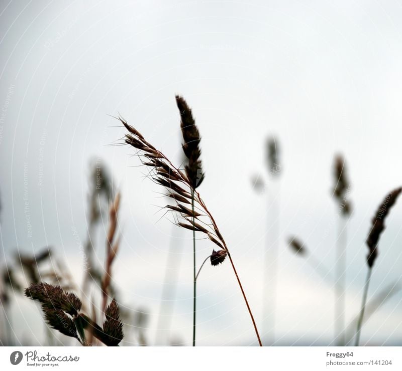 grass whispering Grass Meadow Mountain meadow Sky Break Relaxation Walking Habitat Ear of corn Seed Stalk Blossom Wind Weigh Summer walk Clouds Whisper