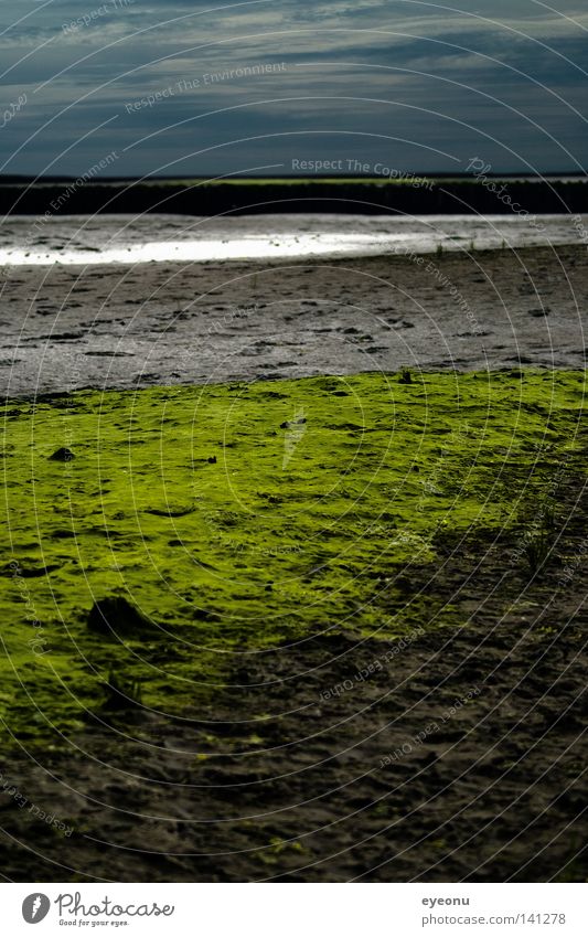 in the watt Mud flats North Sea Dithmarschen Coast Moss Green Sky Lake Ocean