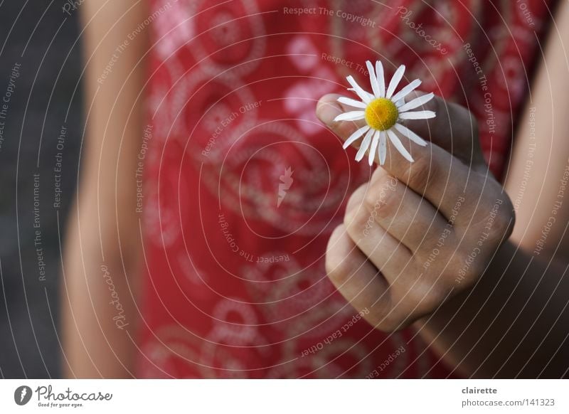 There! For you! Colour photo Multicoloured Exterior shot Shallow depth of field Joy Hand Flower Fragrance Yellow Red White Joie de vivre (Vitality) Spring fever